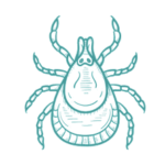 Disinfestazione acaro rosso del pollo a napoli