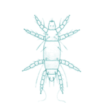 Disinfestazioni acari dei tarli a napoli