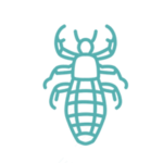 Disinfestazione pidocchi provincia di napoli