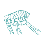 Disinfestazione pulci a napoli e provincia