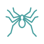 Disinfestazioni ragni provincia di napoli