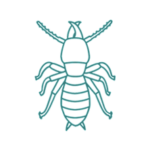 Disinfestazioni termiti a napoli