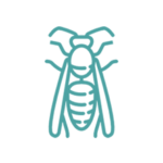 Disinfestazioni vespe e calabroni napoli